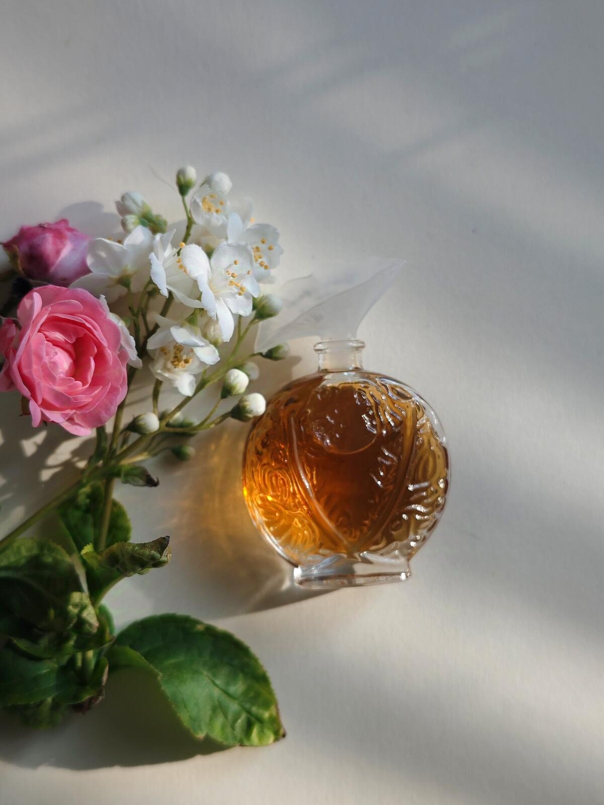 تصویر عطر هیسطور دَموغ اوبوسون