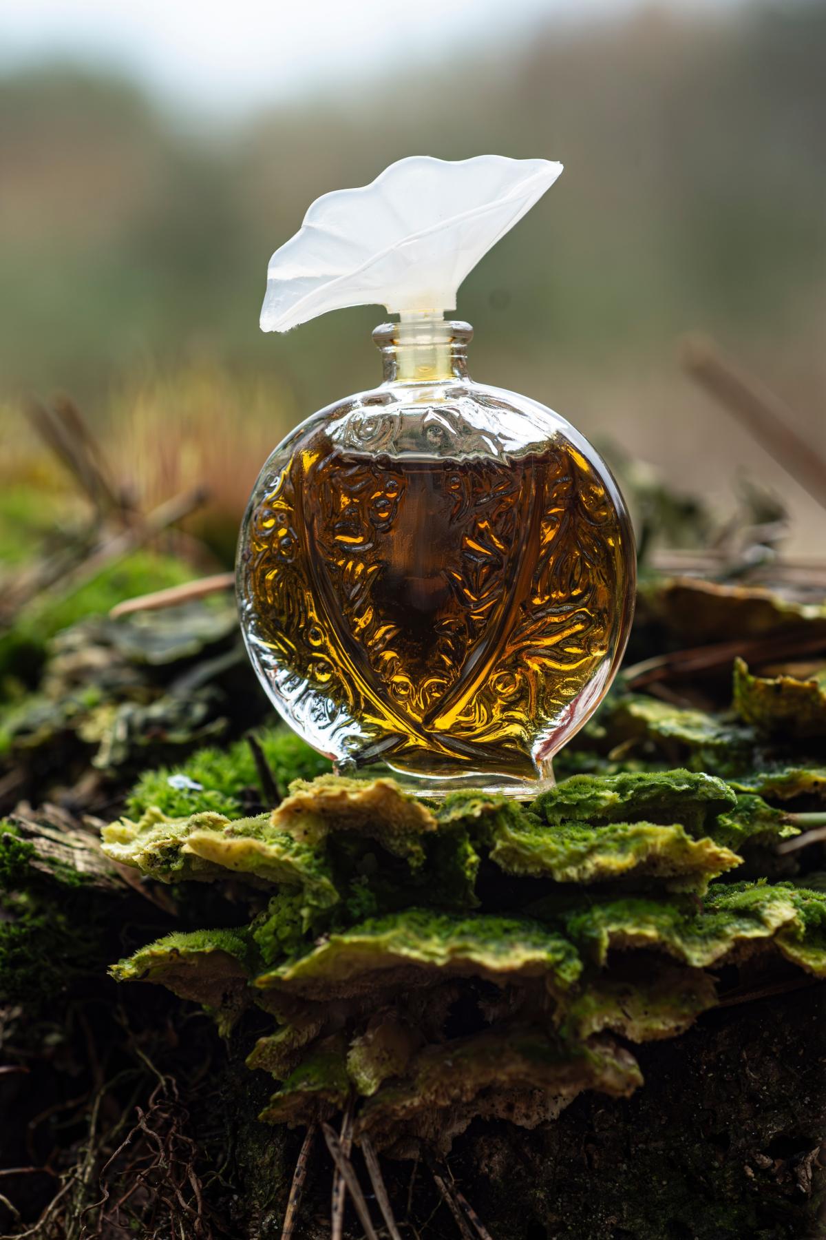 تصویر عطر هیسطور دَموغ اوبوسون