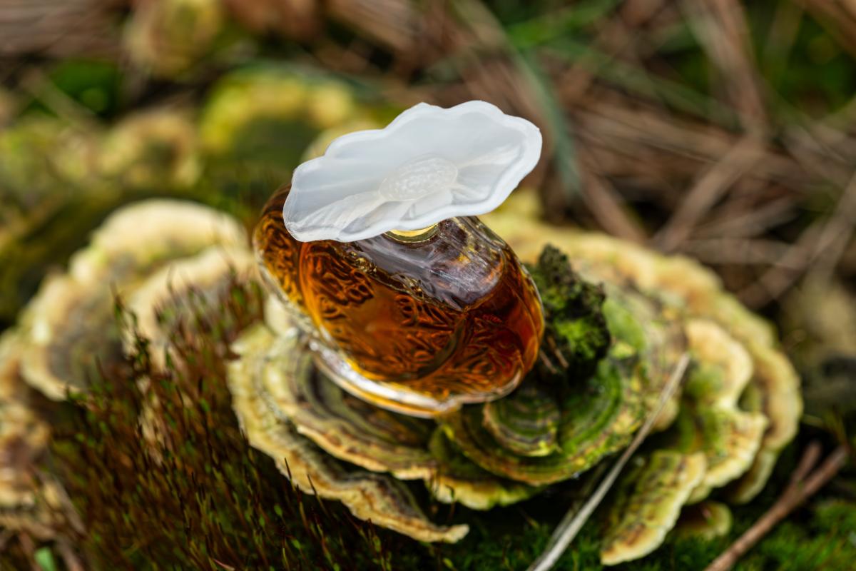 تصویر عطر هیسطور دَموغ اوبوسون