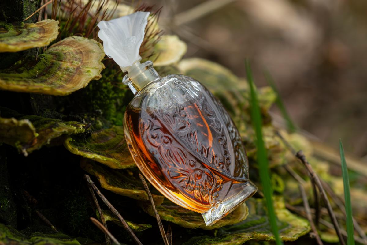 تصویر عطر هیسطور دَموغ اوبوسون