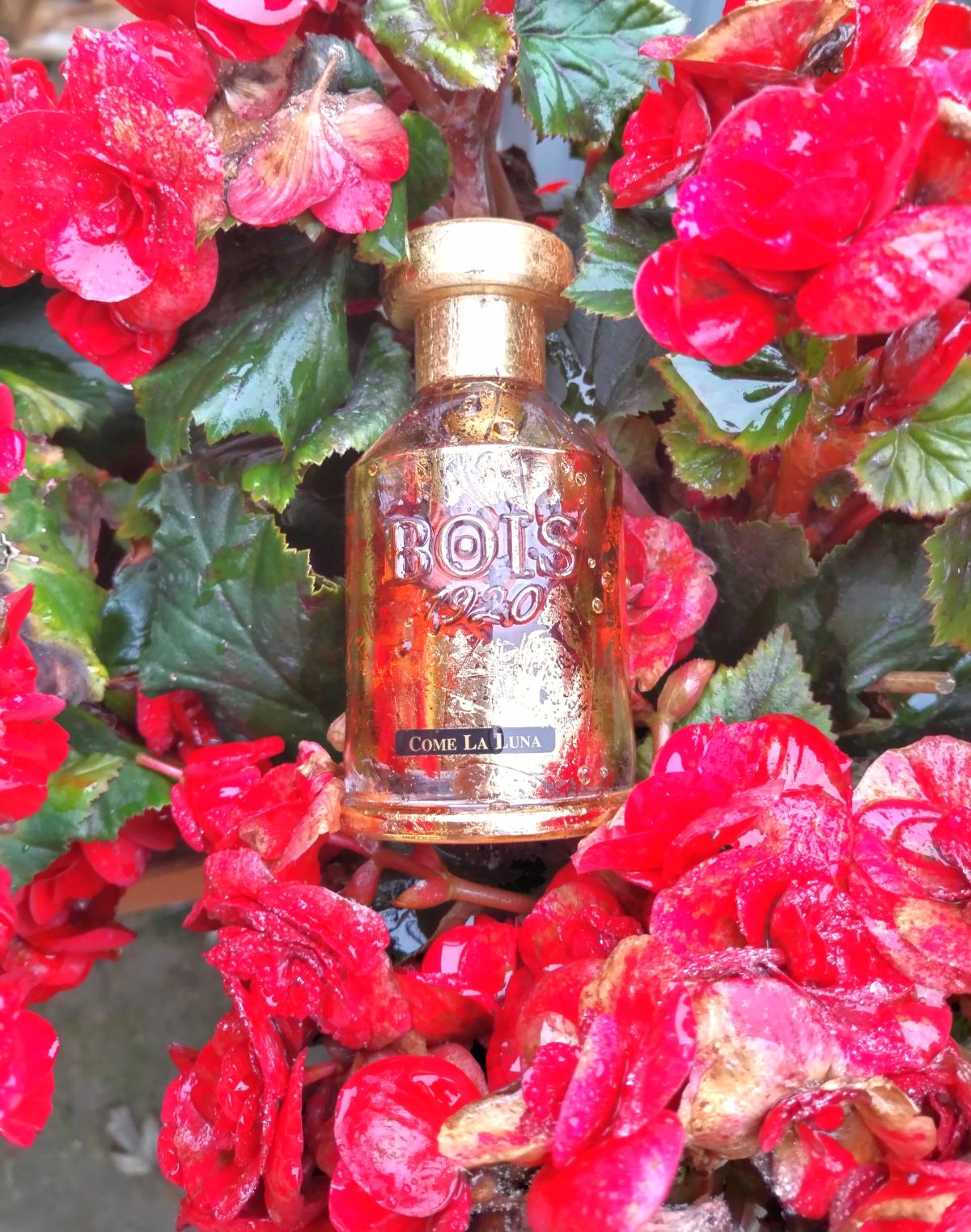 تصویر عطر کام لا لونا بویز ۱۹۲۰