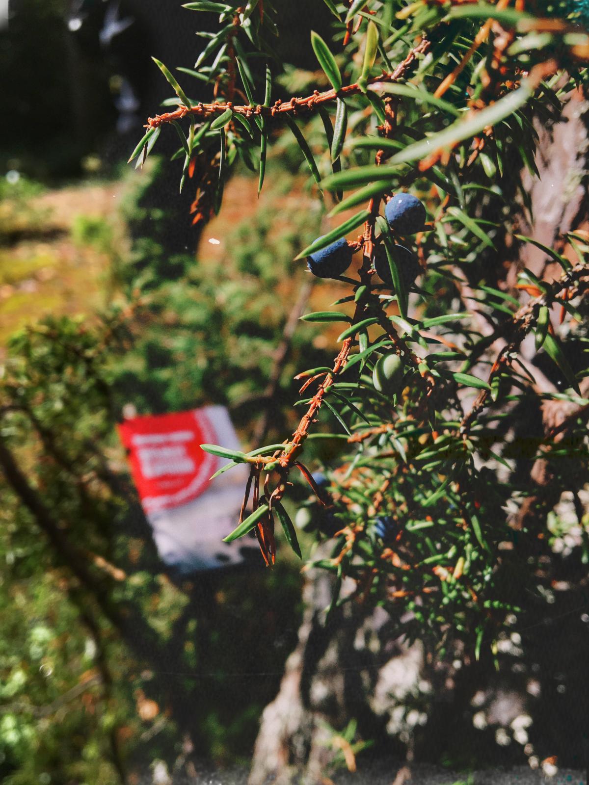 تصویر عطر آروما کارلیا رد