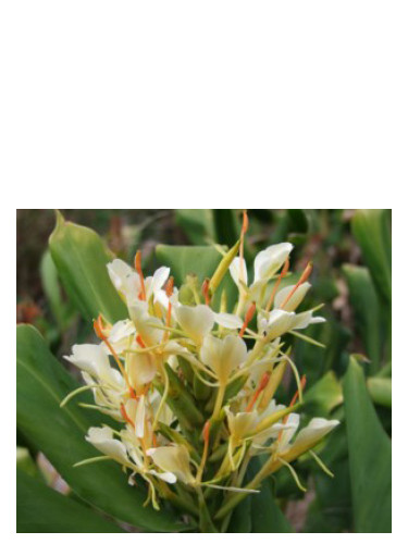 تصویر عطر جسیکا باد پرفیومز