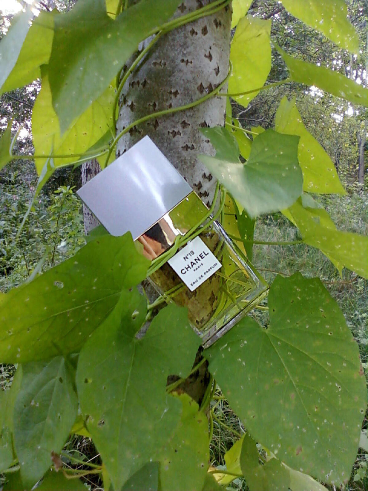 تصویر عطر چنل نامبر نوزده او دو پرفیوم شنل