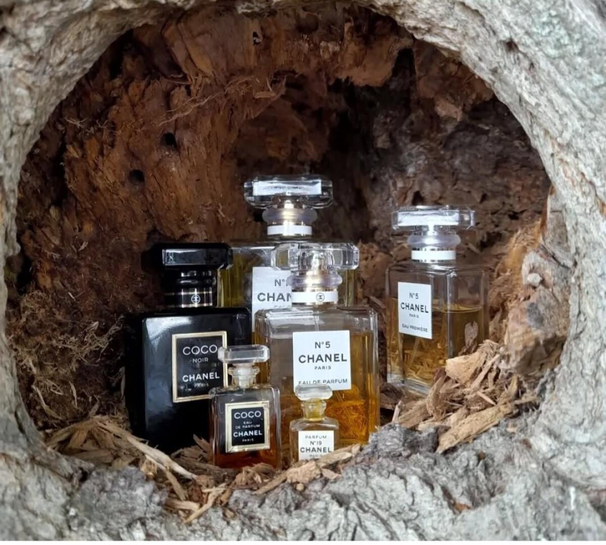 تصویر عطر چنل نامبر نوزده او دو پرفیوم شنل