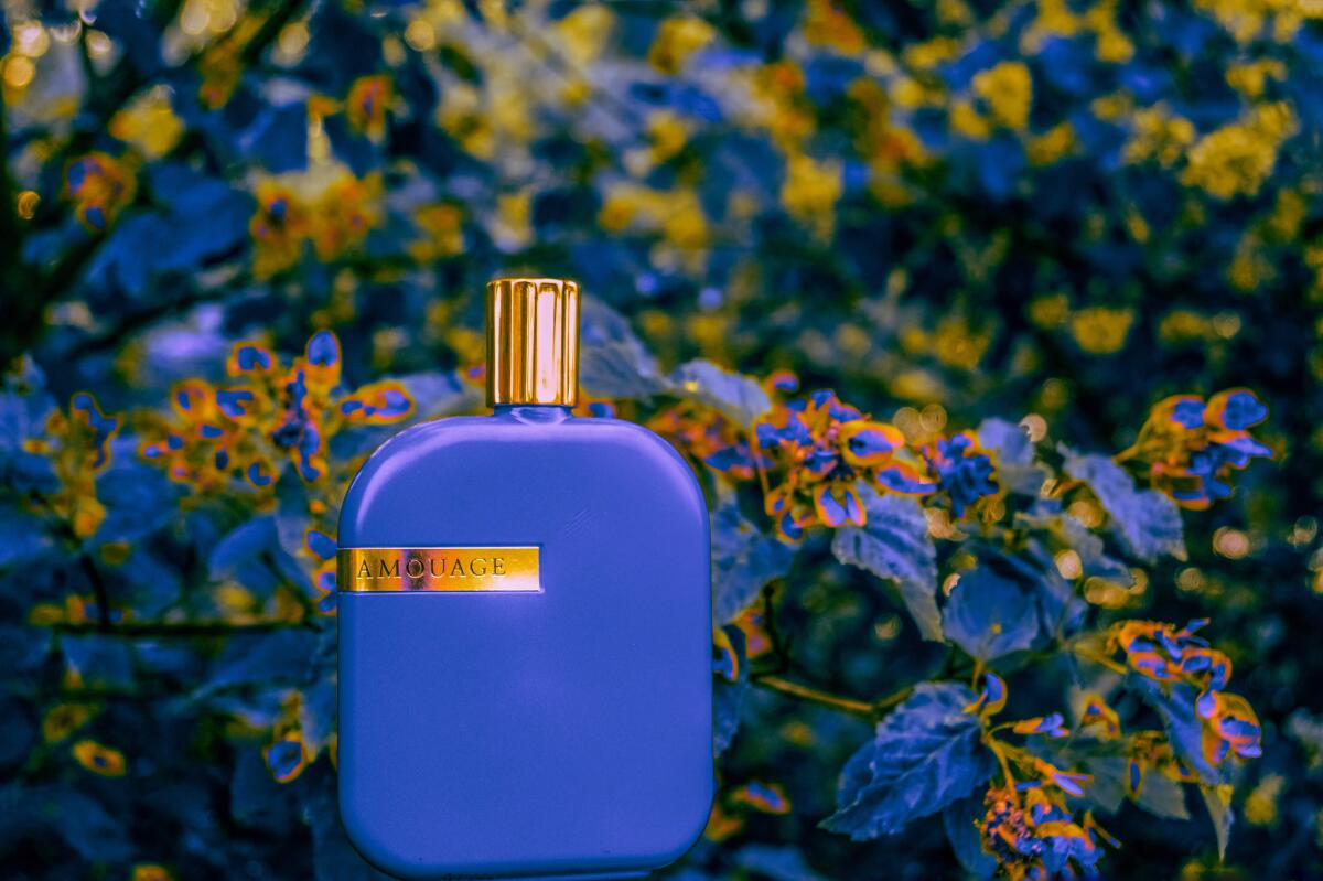 تصویر عطر دی لایبرری کالکشن اوپوس یازده آمواژ