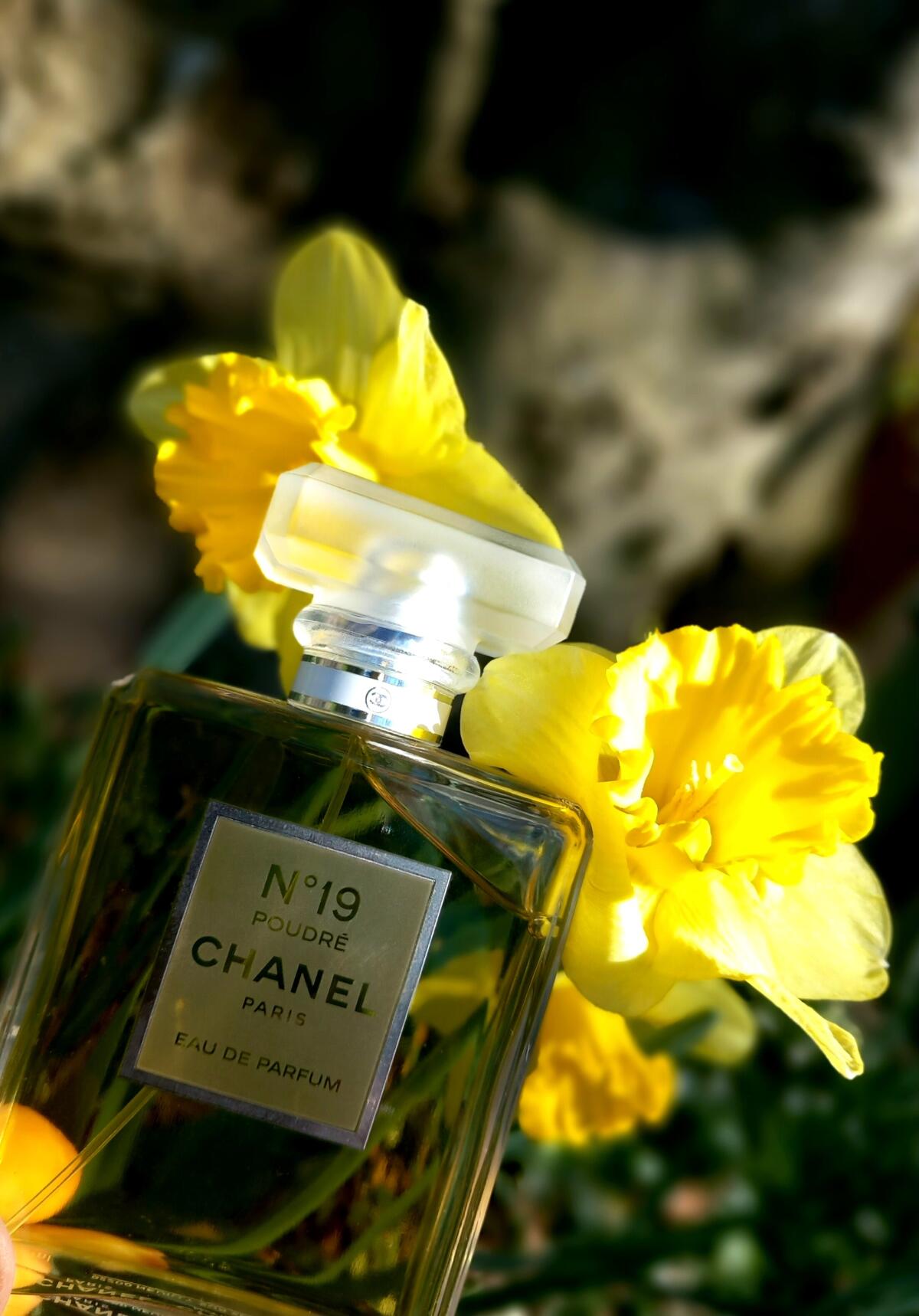 تصویر عطر شانل نامبر نوزده پودره شنل
