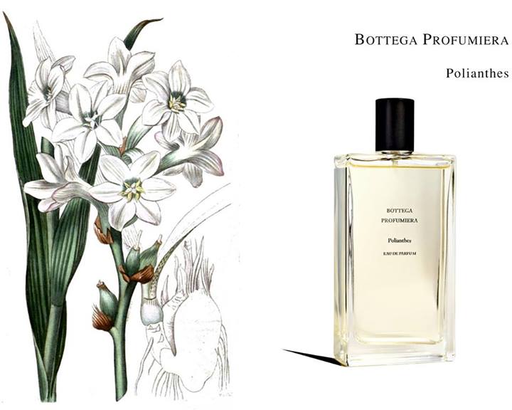 تصویر عطر گورماند بوتگا پروفومیرا