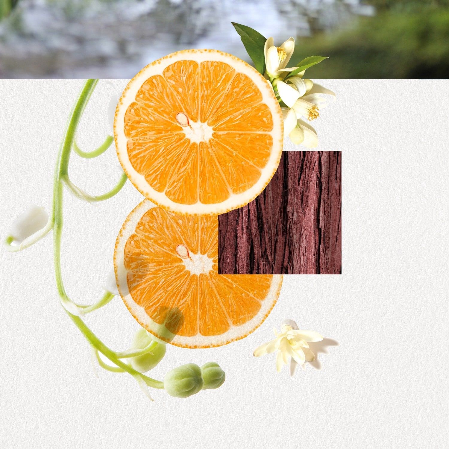 تصویر عطر اومیزو فور هر آنایاکه