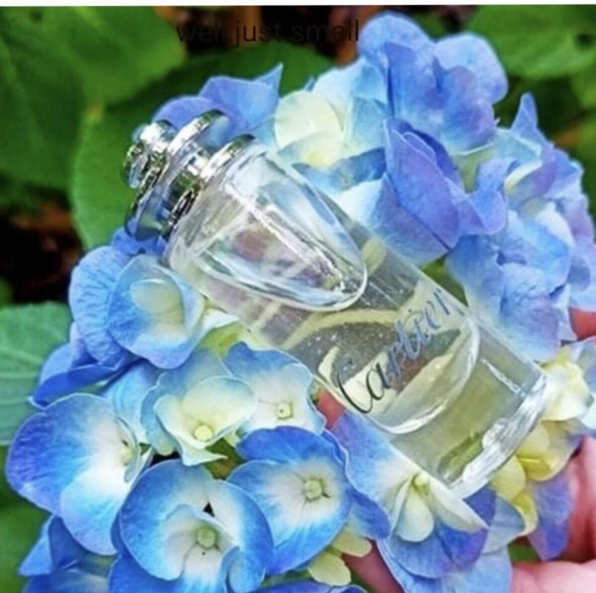 تصویر عطر او دو کارتیر کارتیه
