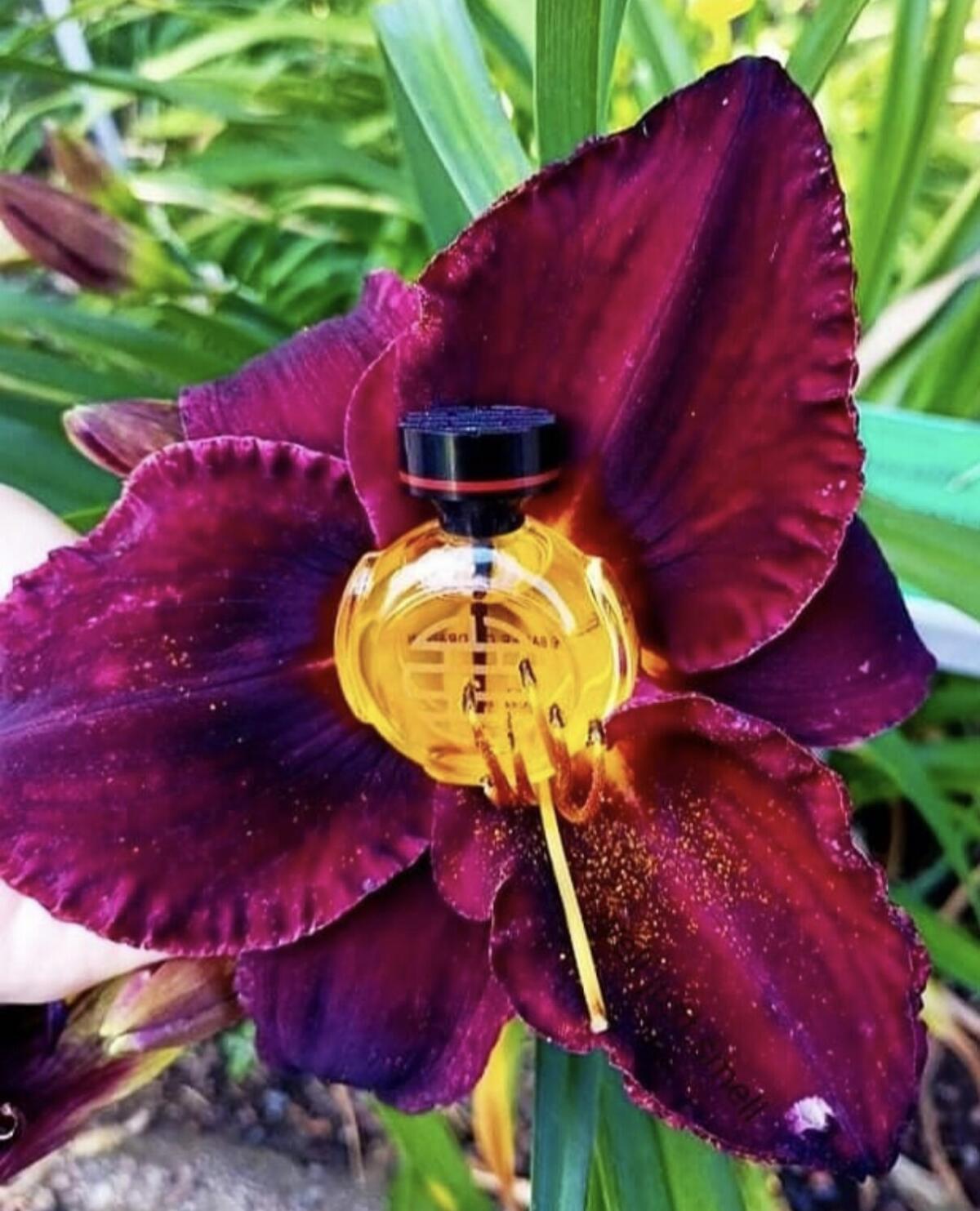 تصویر عطر لی بیسر دو دراگون کارتیه