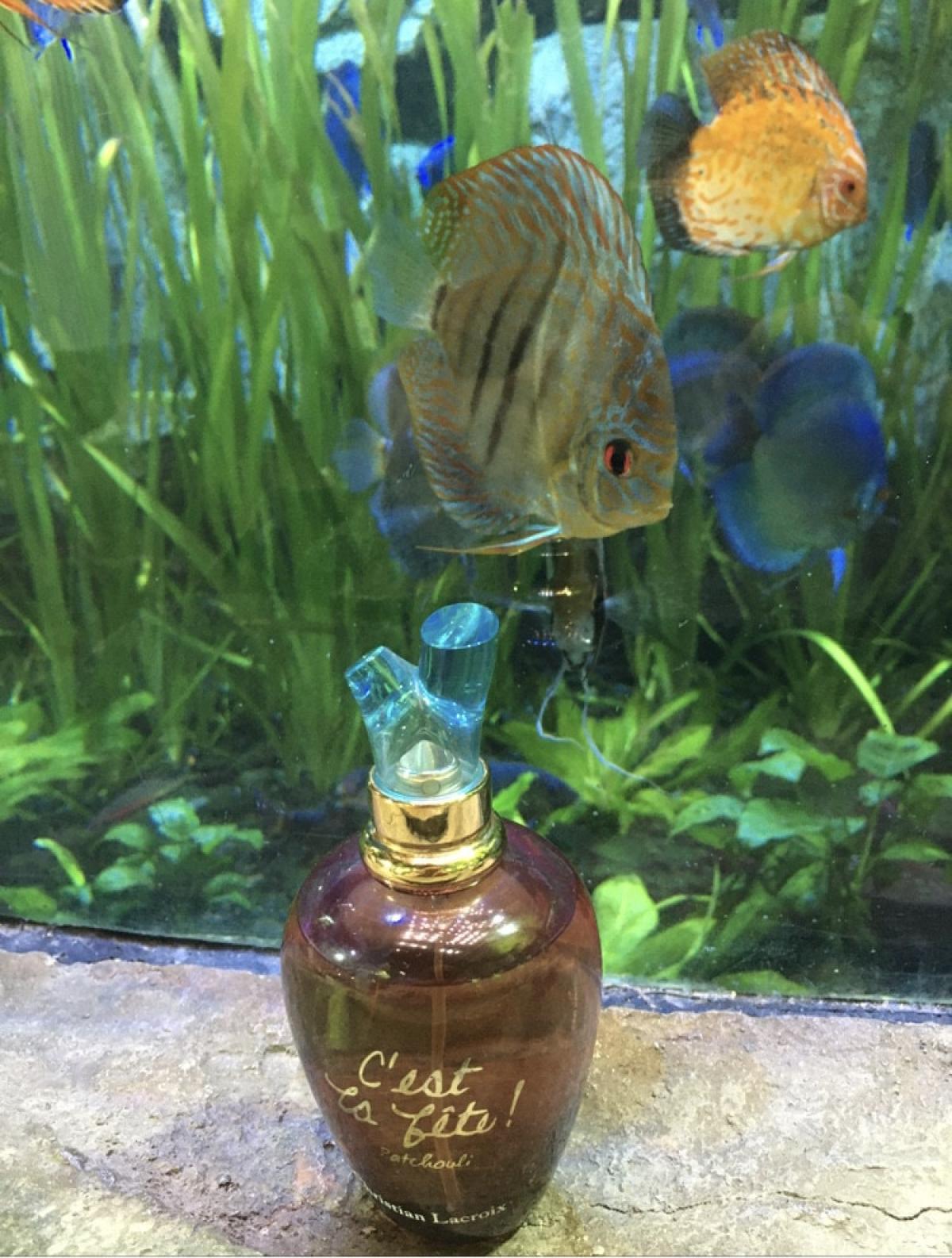 تصویر عطر سه‌لافت پاتچولی کریستین لاکروا