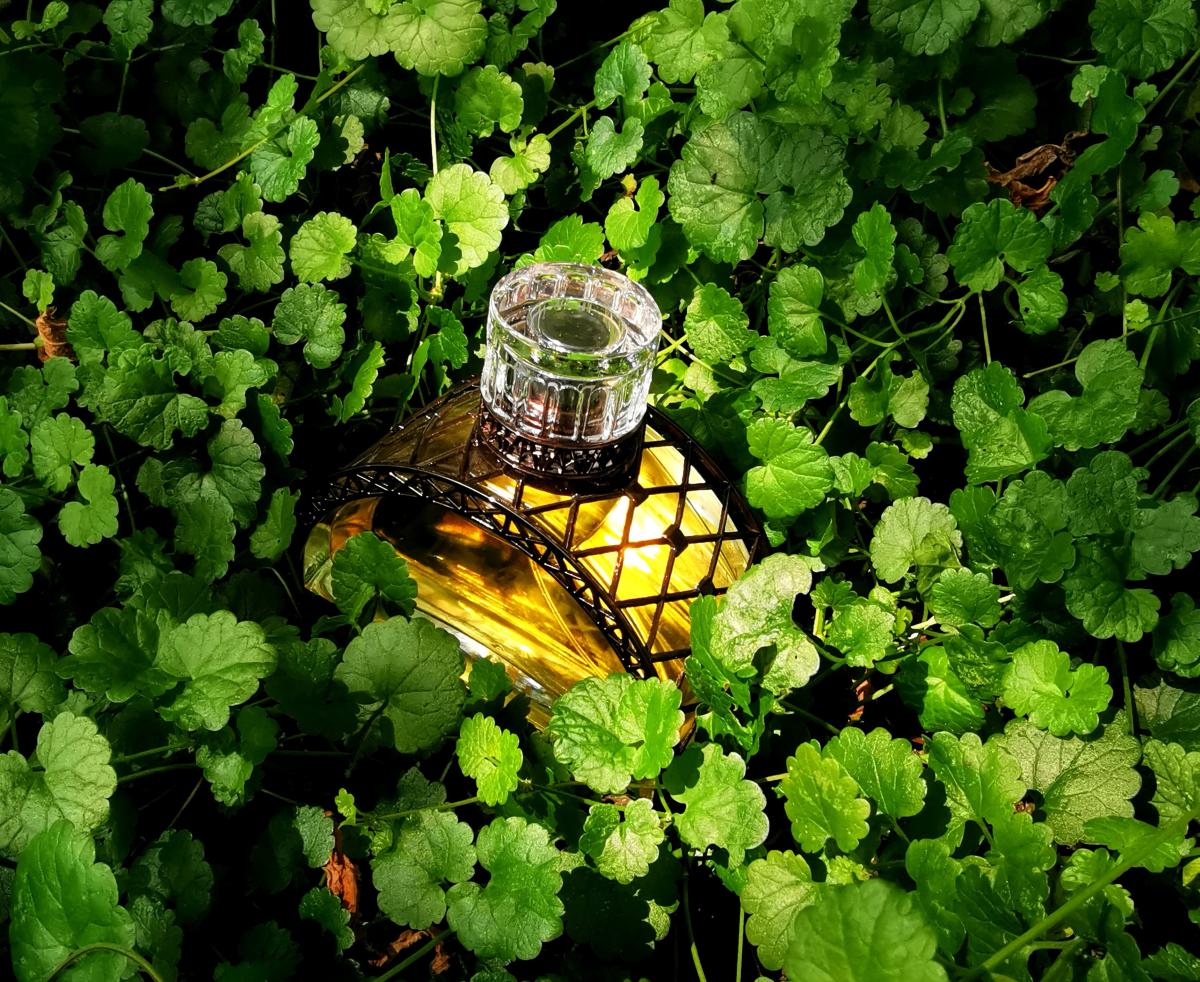تصویر عطر لاریویر دِ پارفوم گوستاو ایفِل