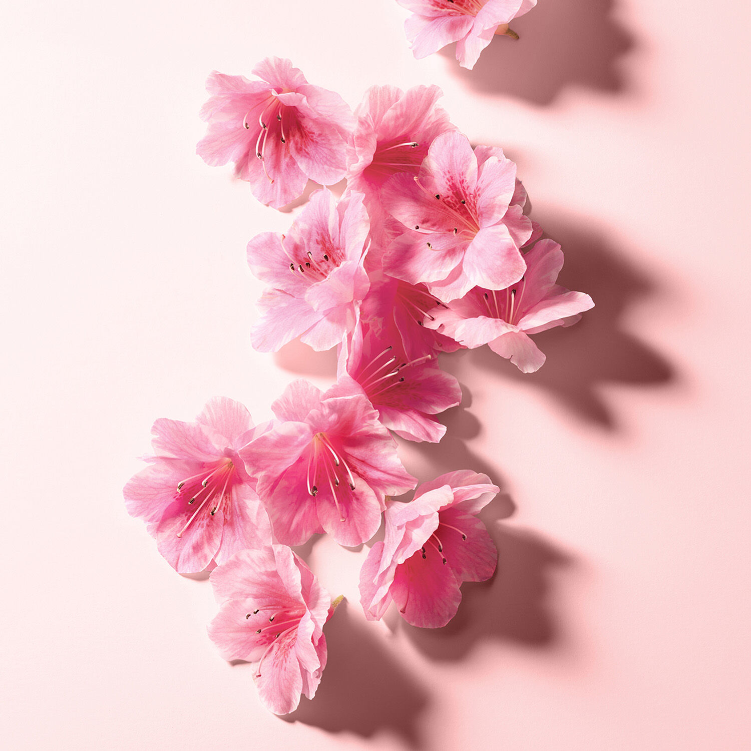 تصویر عطر لامپراتریس رویال دولچه اند گابانا