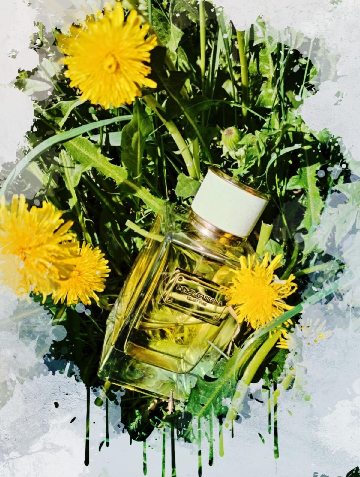 تصویر عطر ولوت پیور دولچه اند گابانا