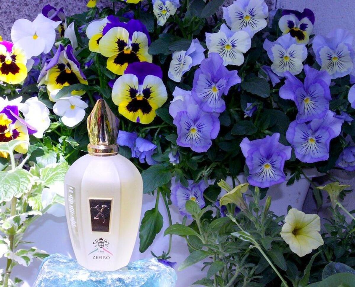 تصویر عطر زفیرو ایکس جی ۱۸۶۱ زرجوف