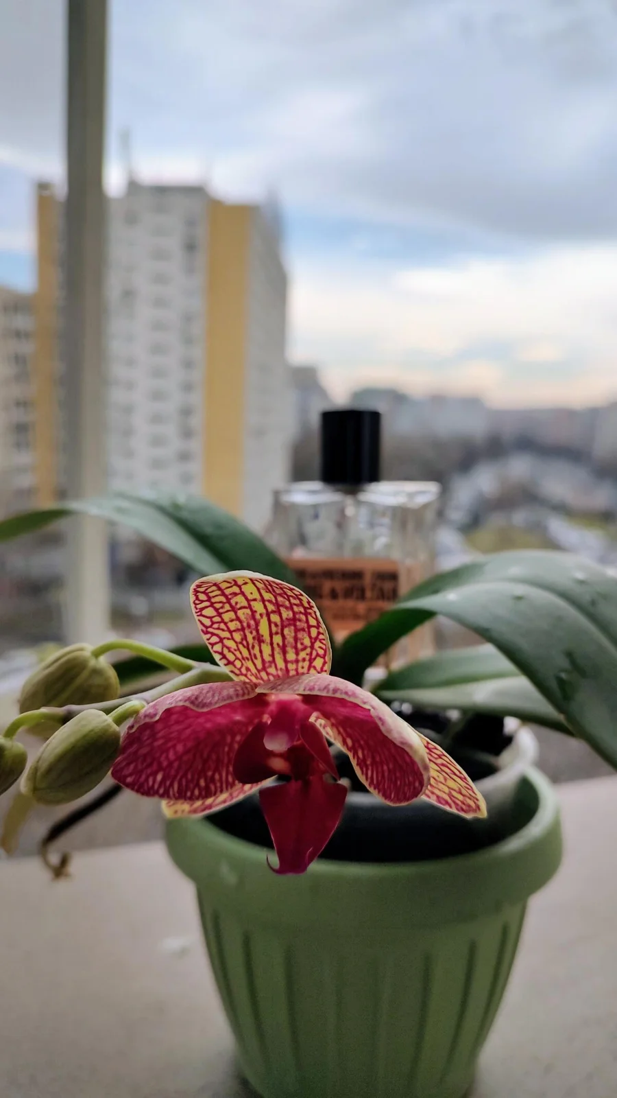 تصویر عطر دیس ایز هر وایبز آف فریدام زادیگ اند وولتِر