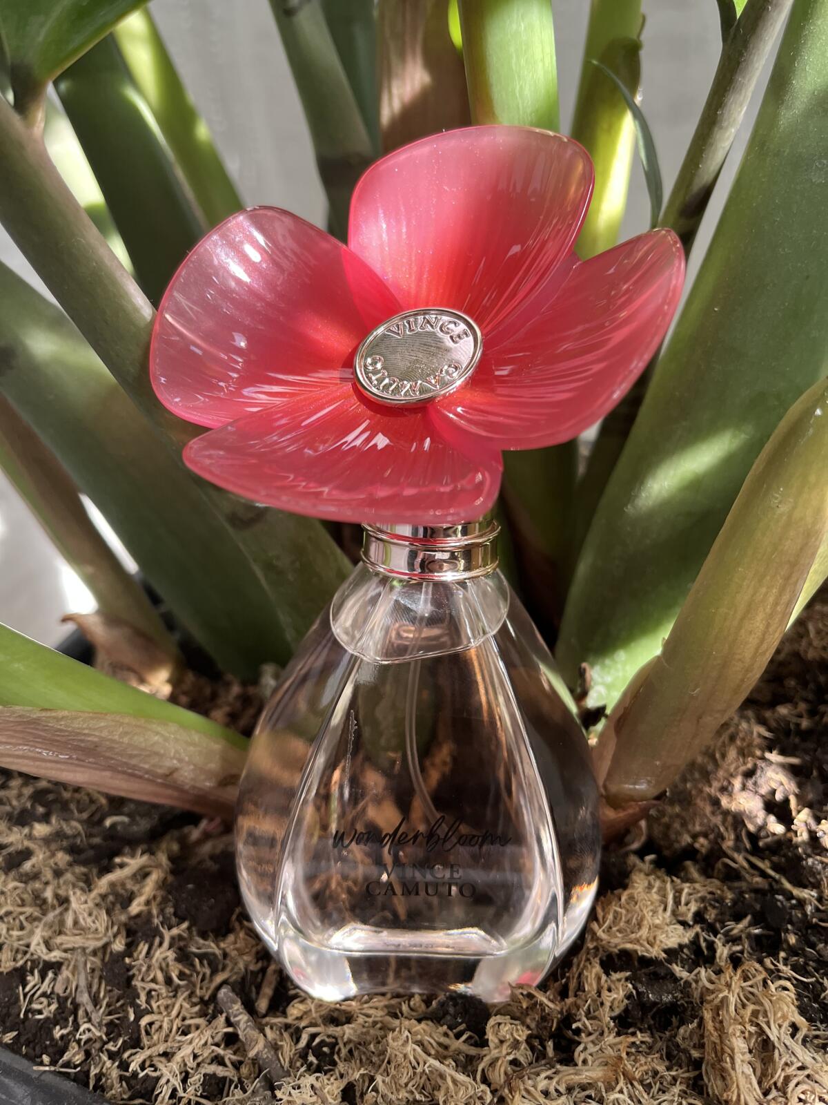 تصویر عطر واندربلوم وینس کاموتو
