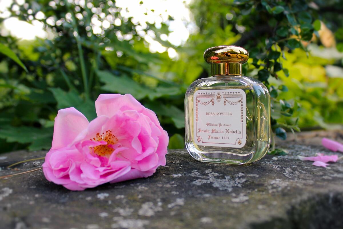 تصویر عطر رزا نوولا سانتا ماریا نوولا