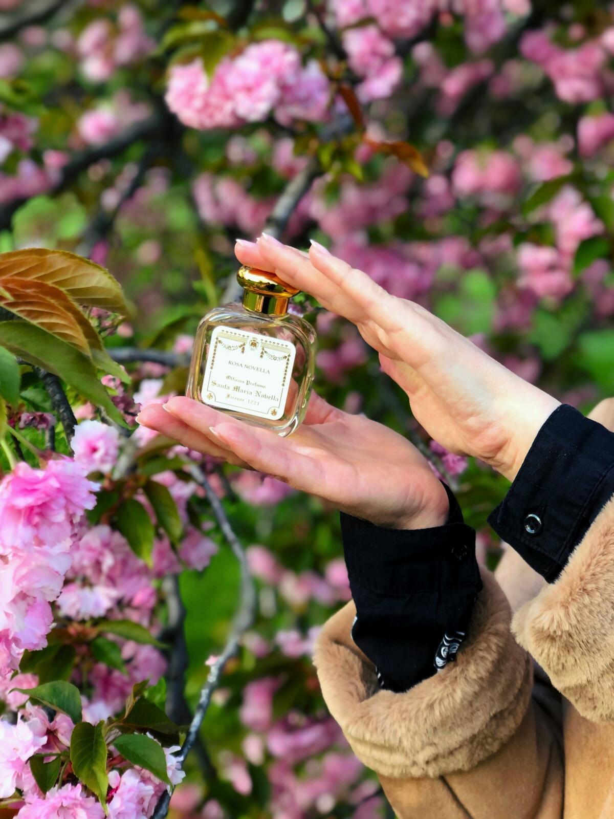 تصویر عطر رزا نوولا سانتا ماریا نوولا