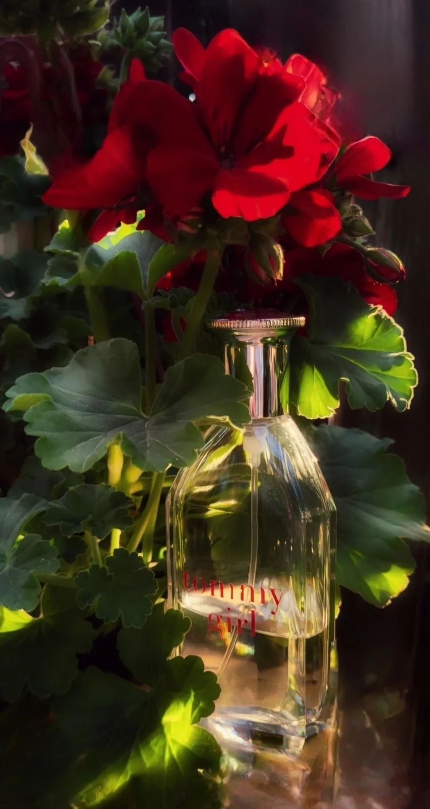 تصویر عطر تامی گرل تامی هیلفیگر