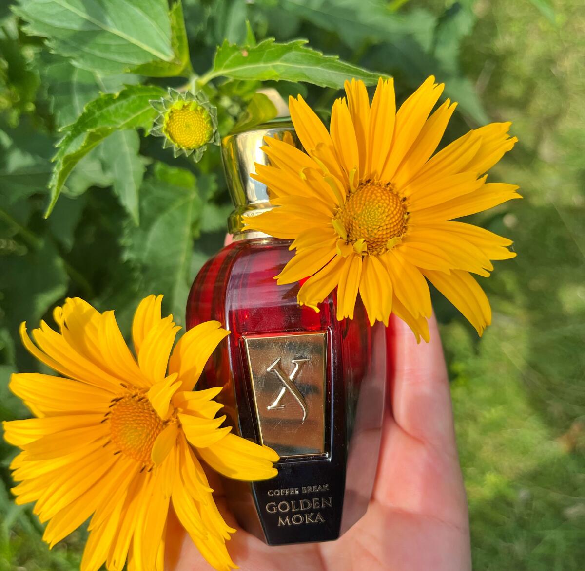 تصویر عطر گلدن موکا زرجوف