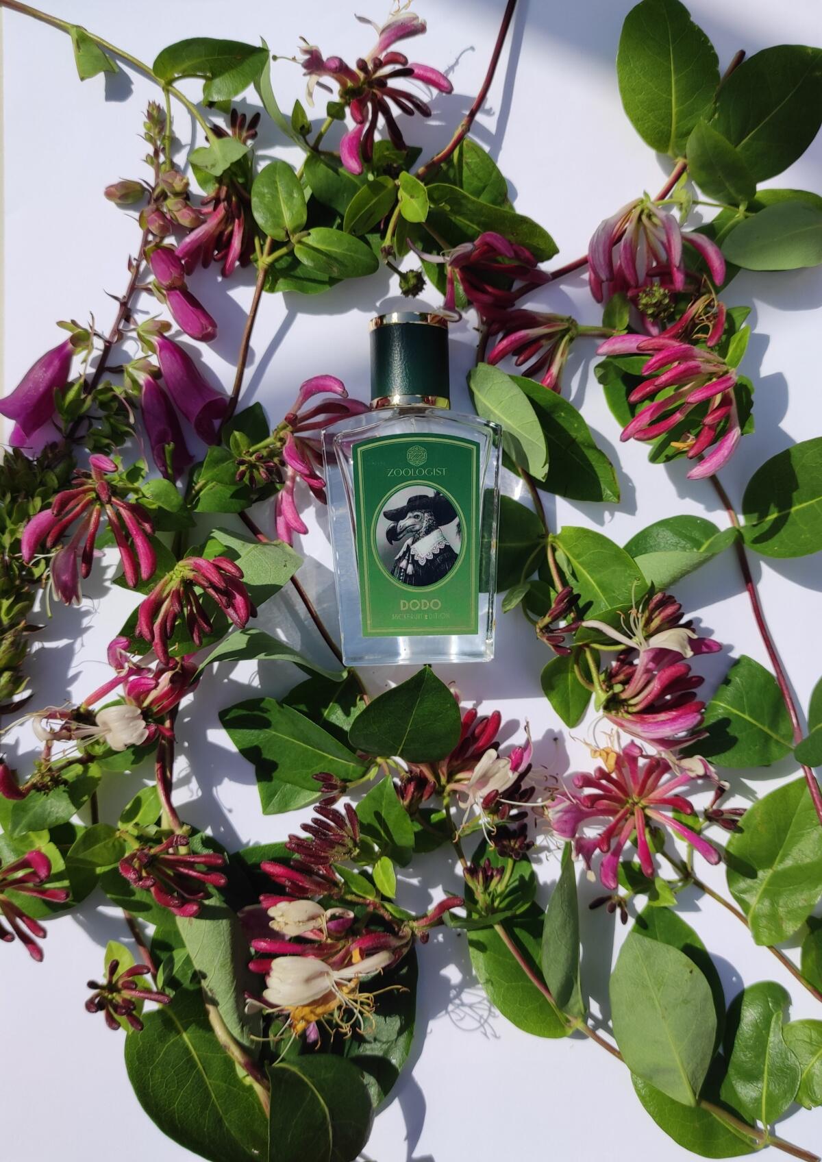 تصویر عطر دودو جکفروت ادیشن زولوژیست پرفیومز