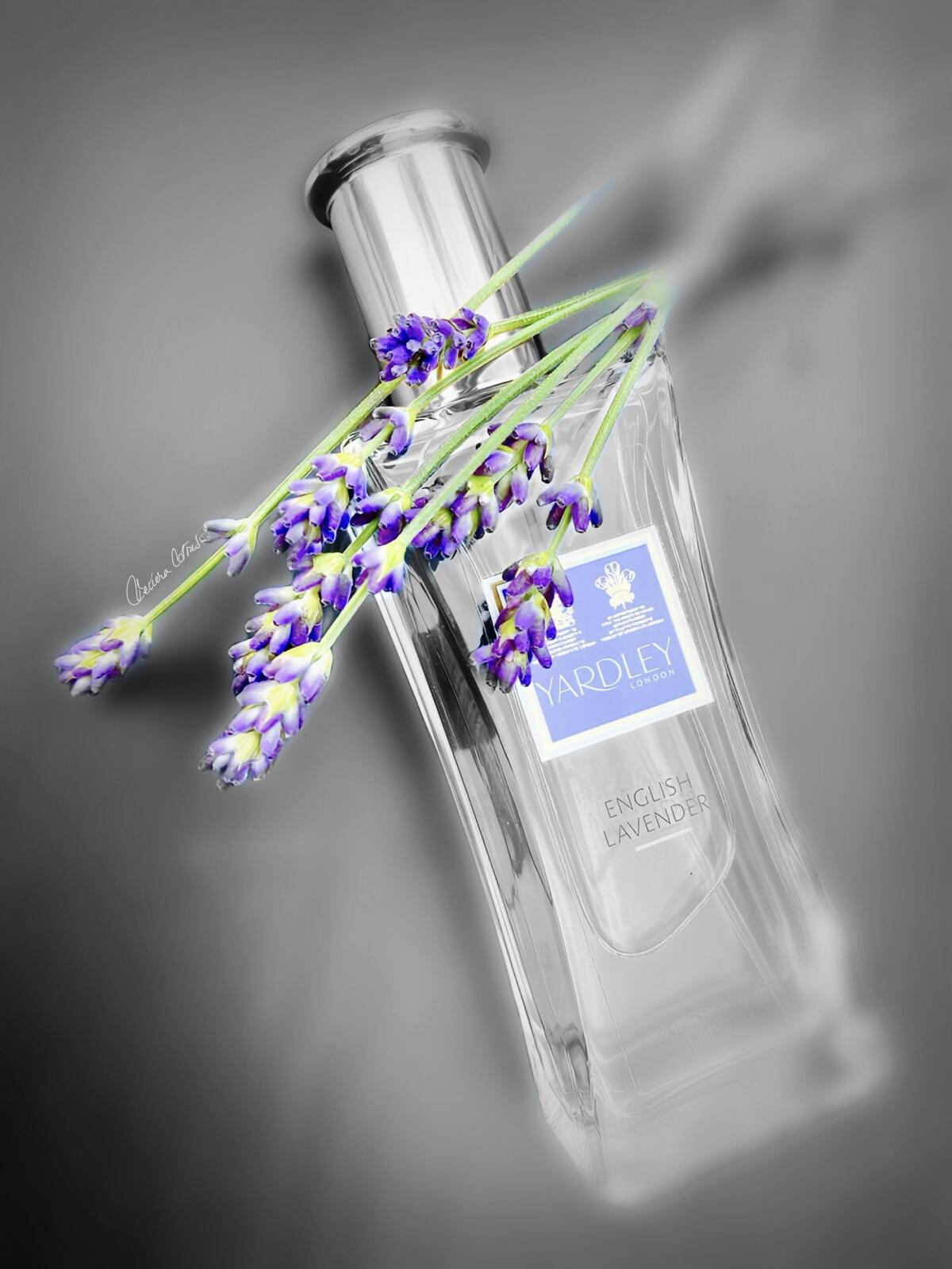 تصویر عطر انگلیش لاوندر یاردلی