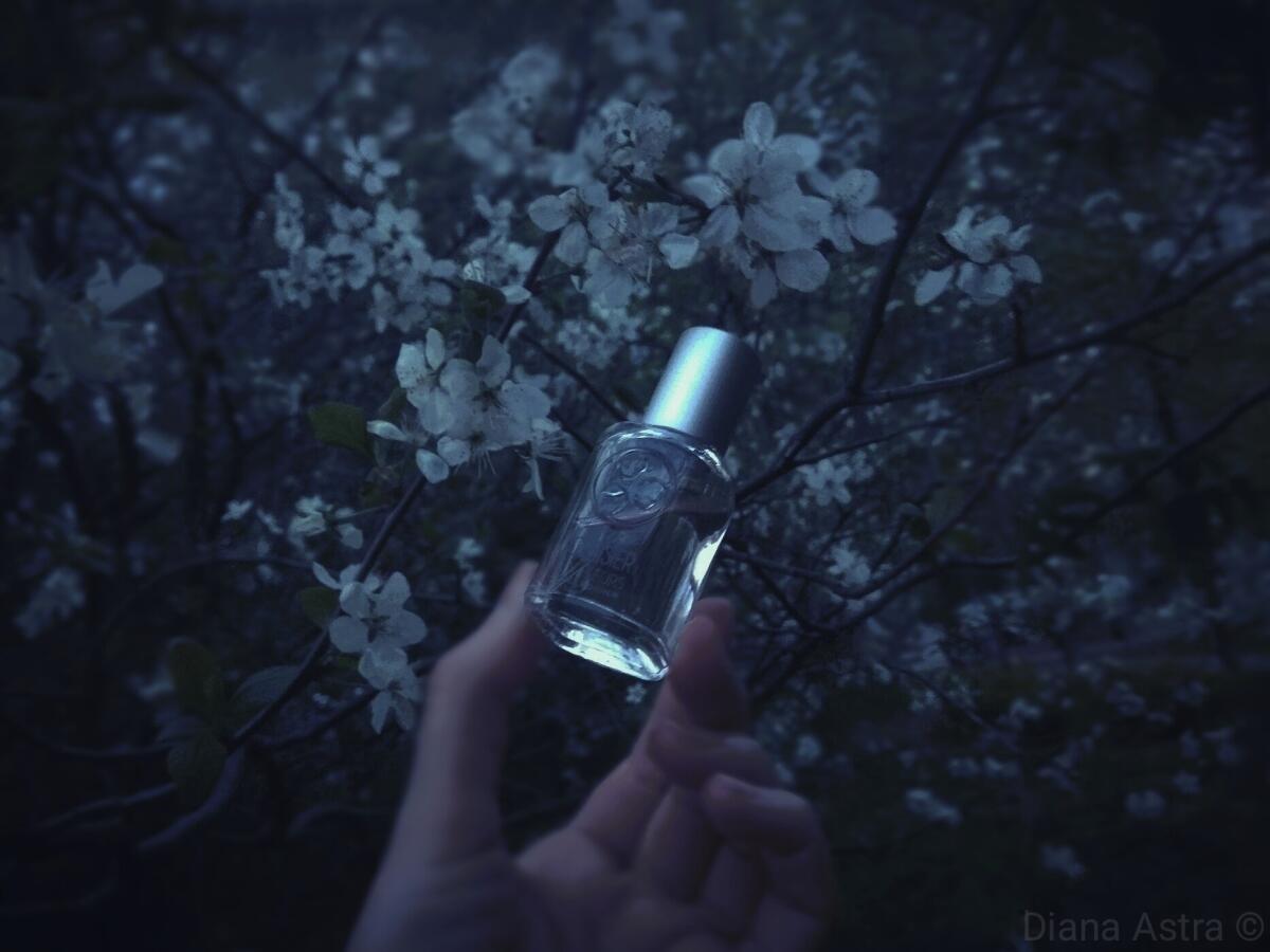 تصویر عطر سیریزیه آن فلور ایو روشه