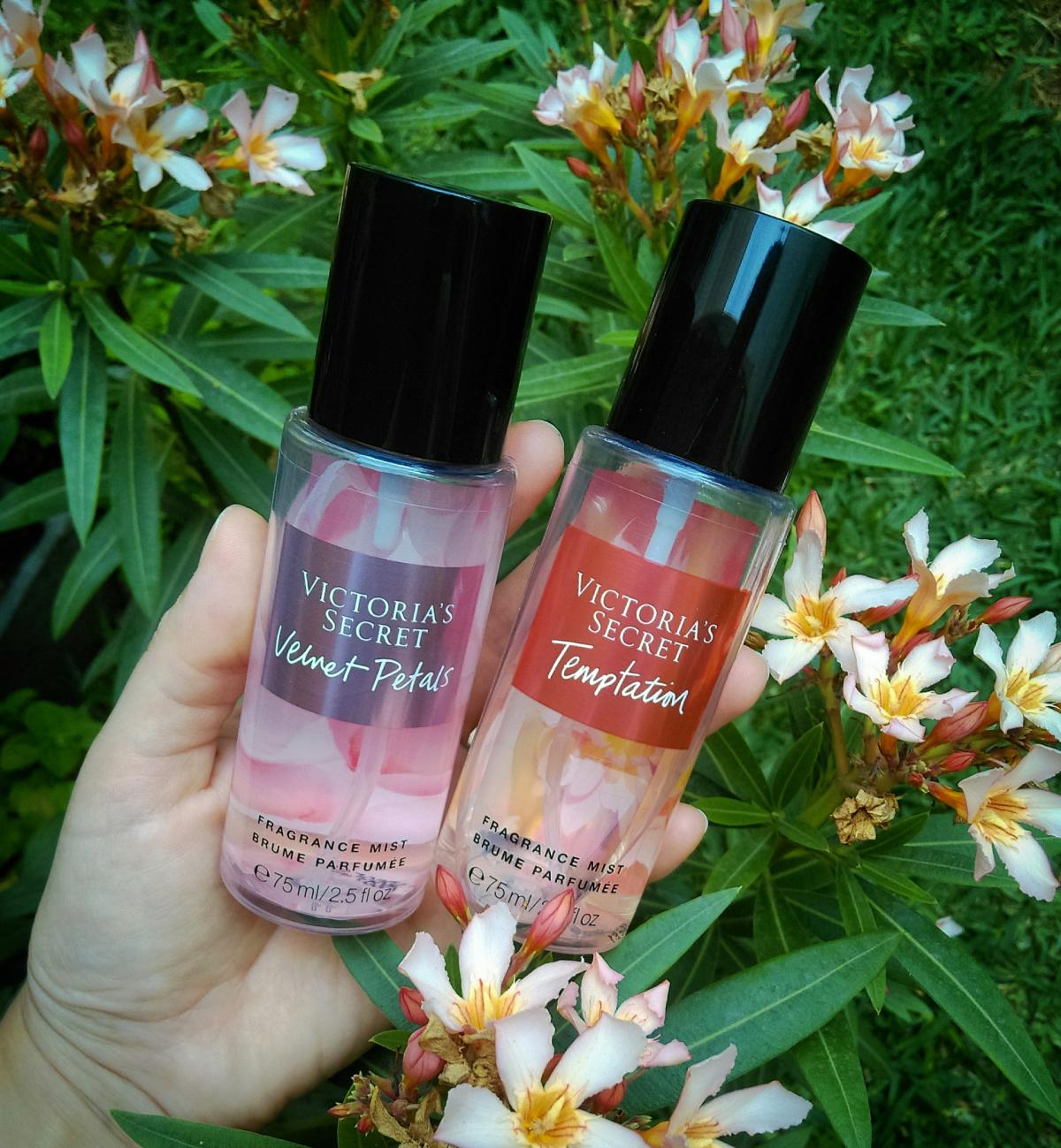 تصویر عطر تمپتیشن ویکتوریا سکرت