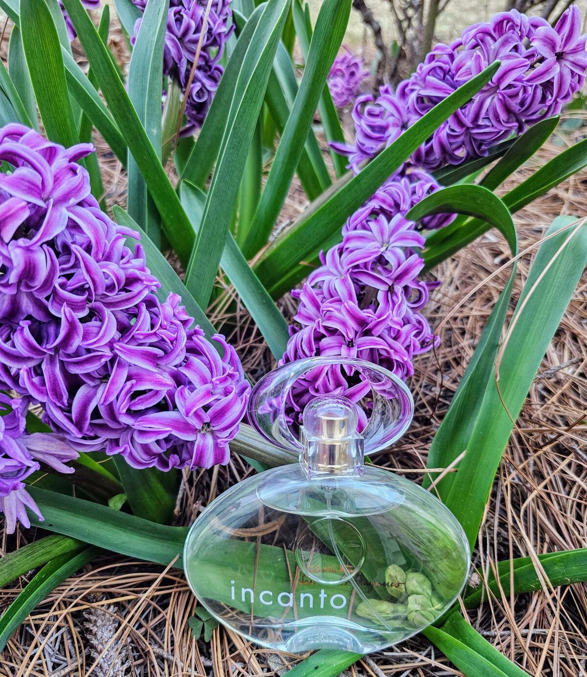 تصویر عطر اینکنتو سالواتوره فراگامو