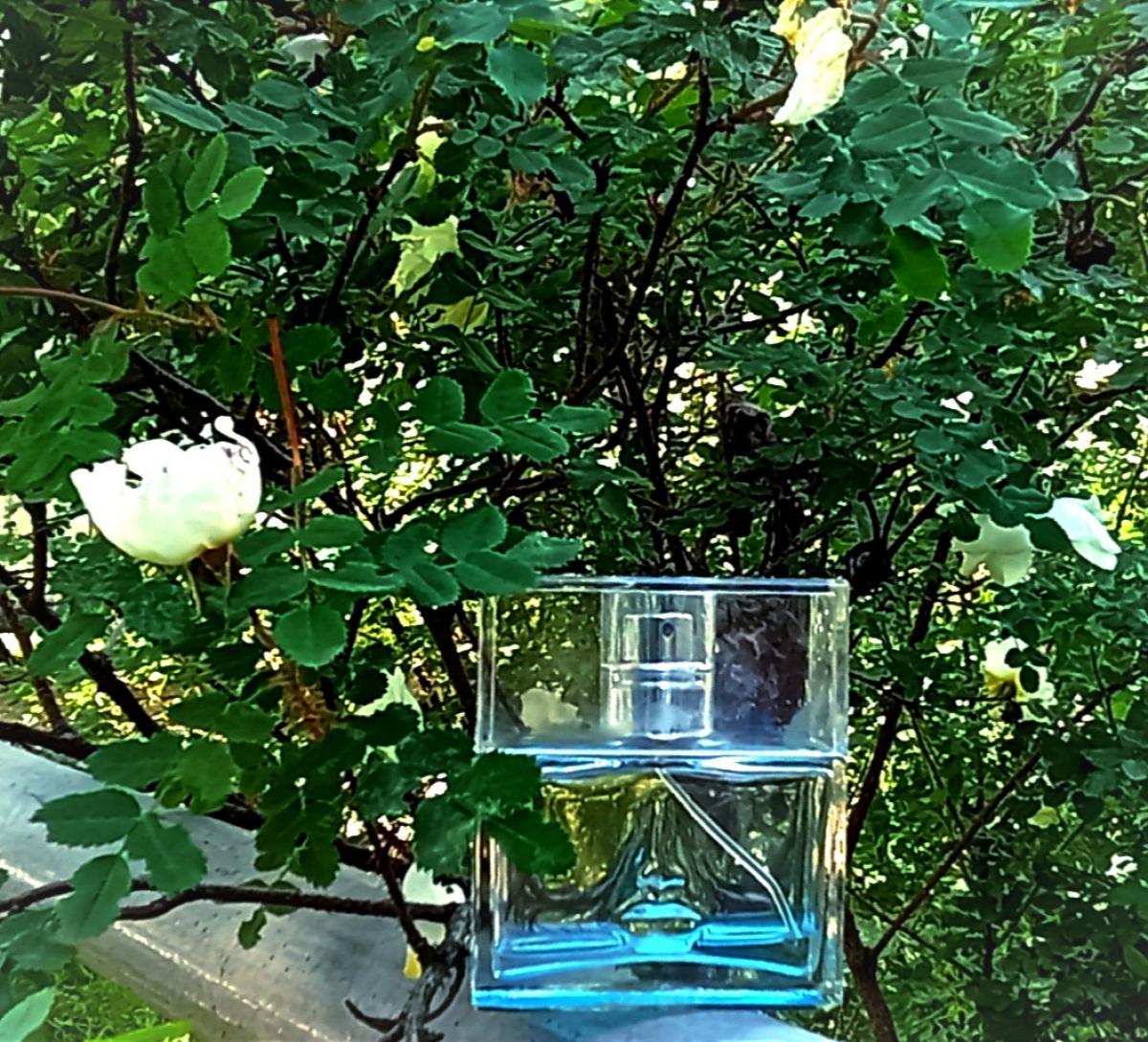 تصویر عطر سی اند سان این کاداکس سالوادور دالی