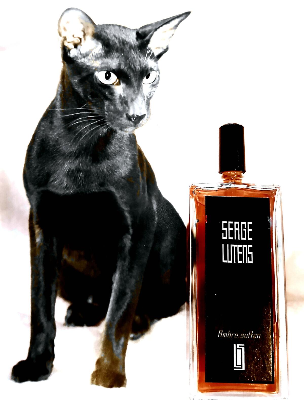 تصویر عطر آمبر سلطان سرژ لوتانس