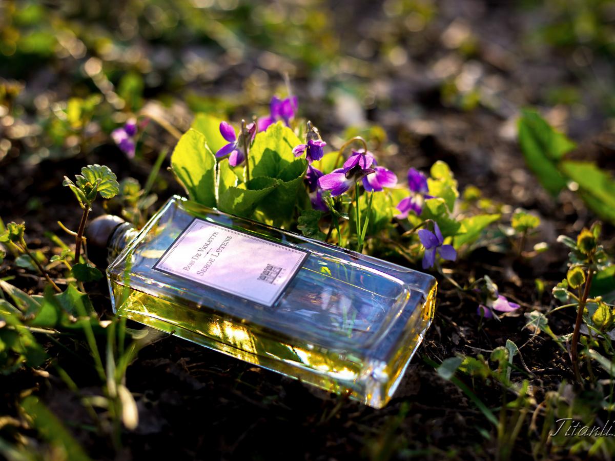 تصویر عطر بوا دو ویولت سرژ لوتانس