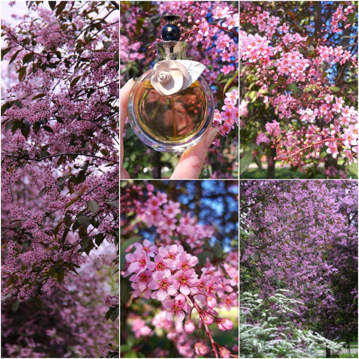 تصویر عطر والنتینا والنتینو