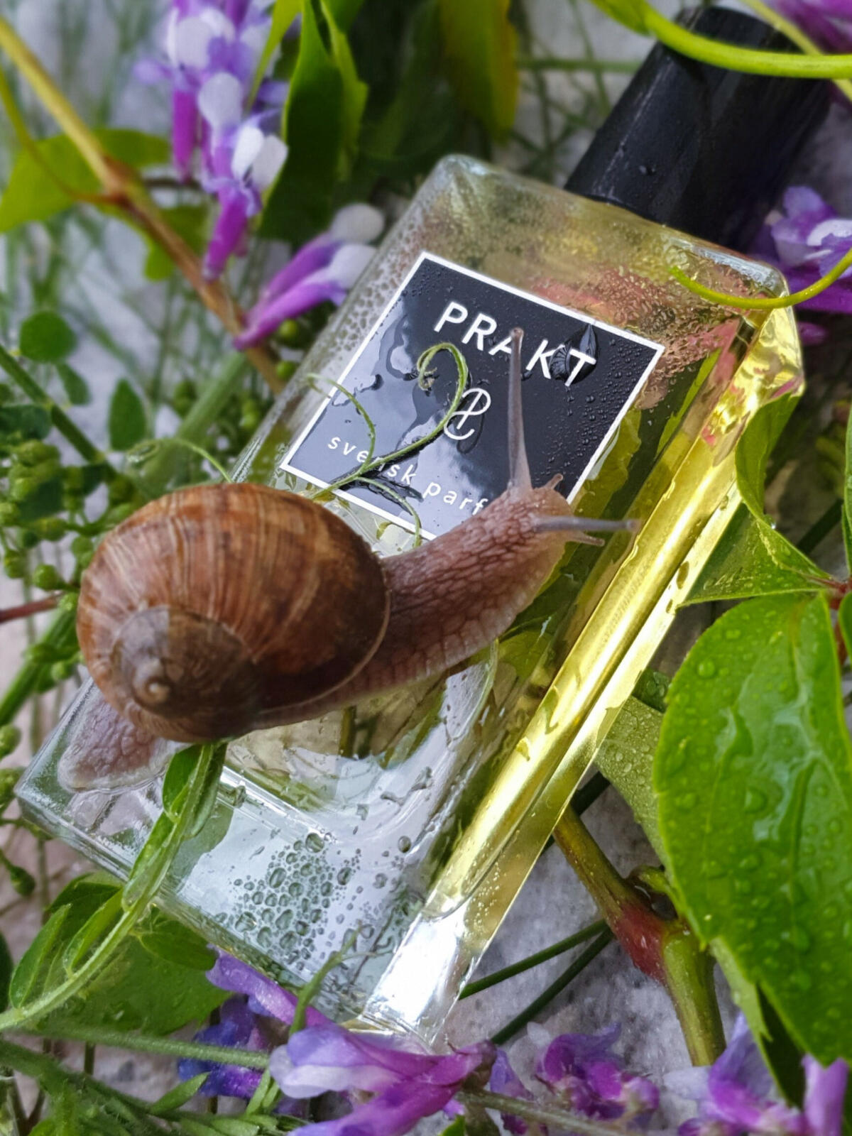 تصویر عطر پرکت سوِنسک پارفیم