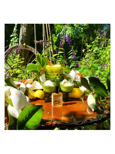 تصویر عطر سولستیس مگنولیا سالستیس سنتس
