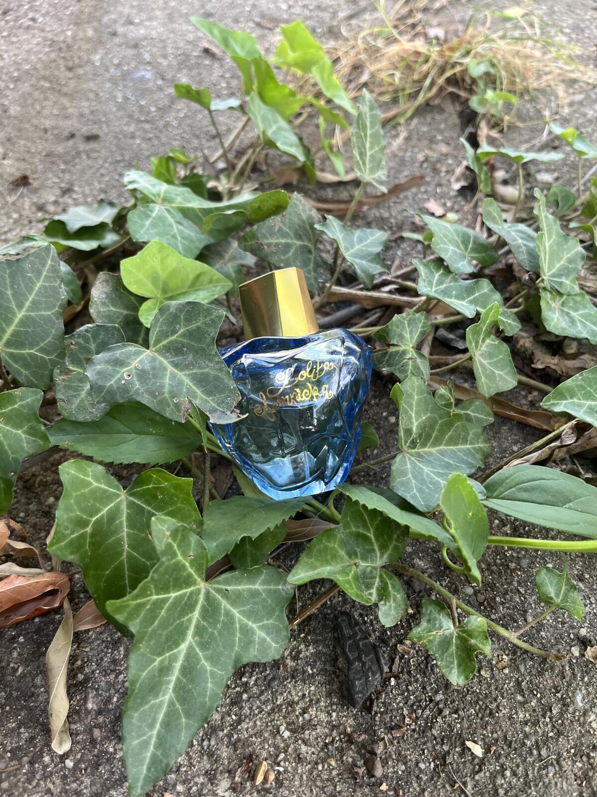 تصویر عطر لولیتا لمپیکا اورجینال