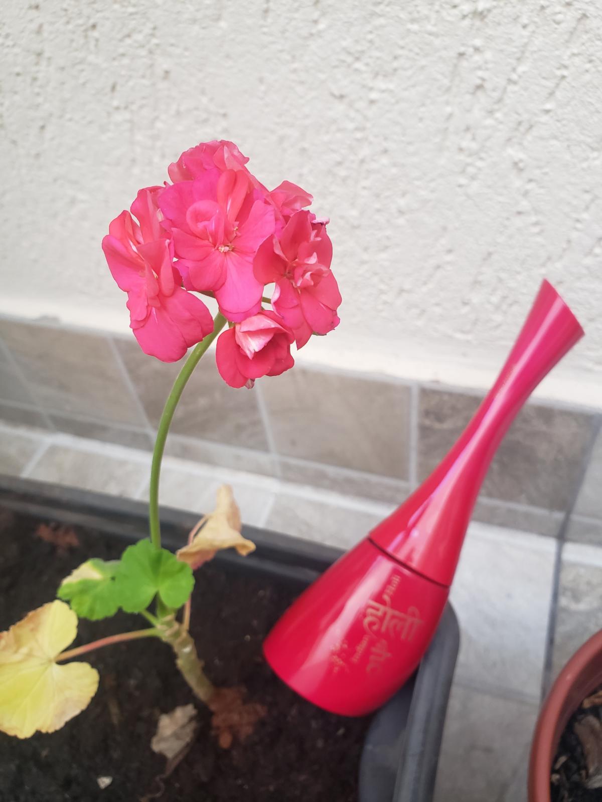 تصویر عطر کنزو آمور ایندین هولی