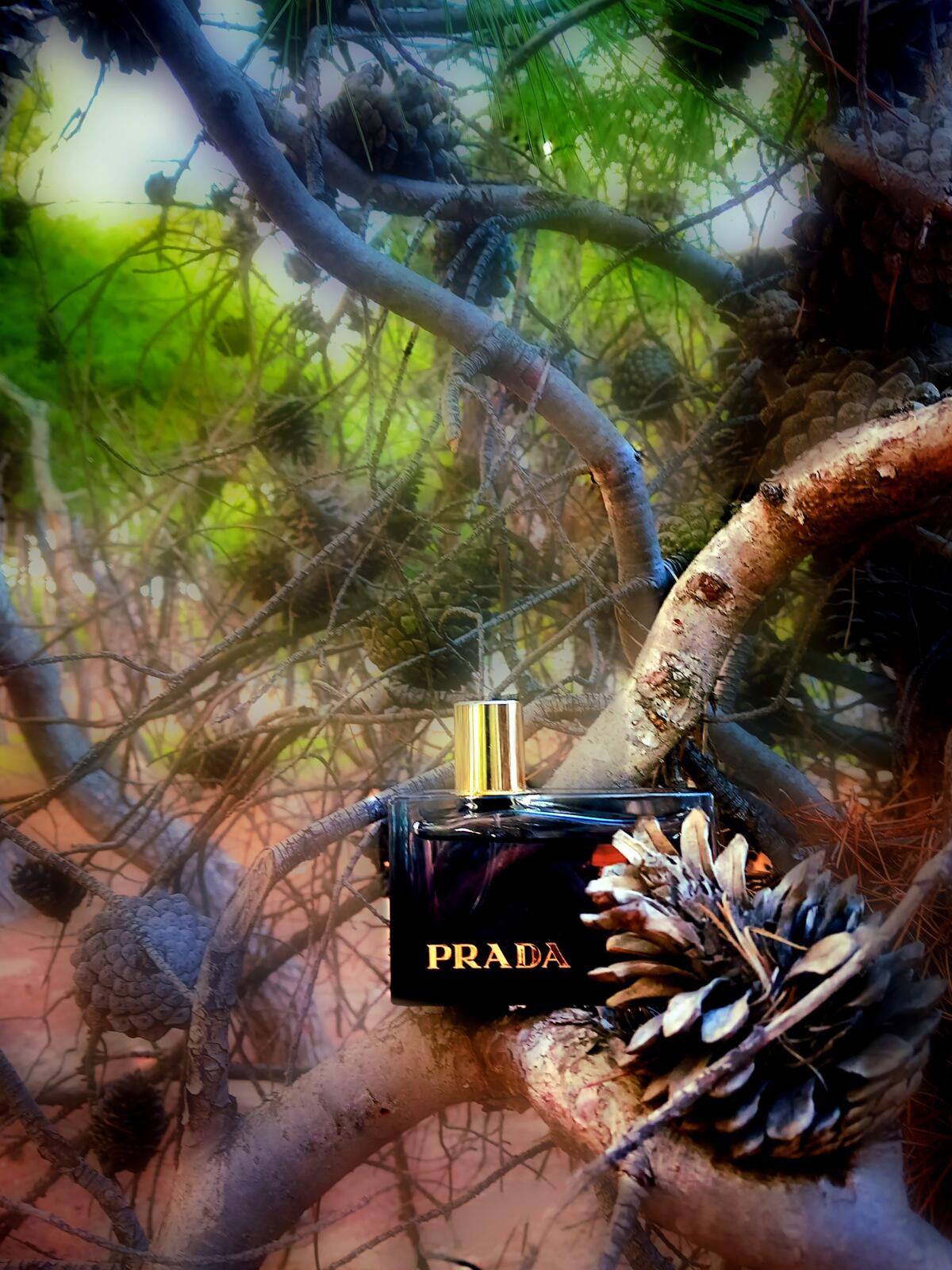 تصویر عطر لو آمبره پرادا