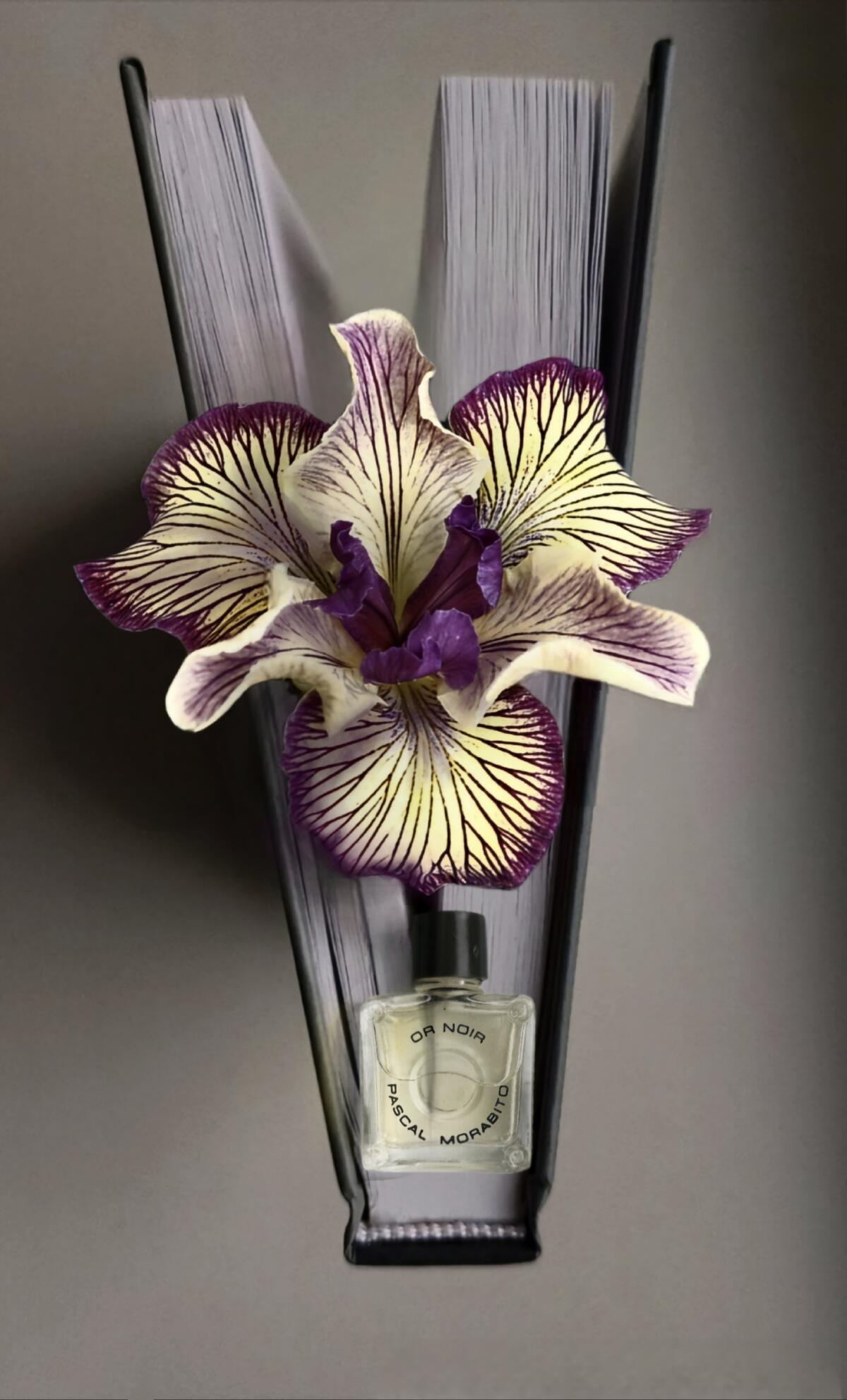 تصویر عطر اور نوآر پاسکال مورابیتو