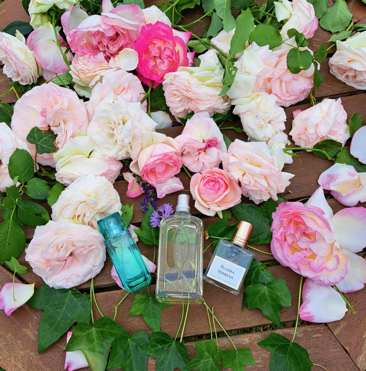 تصویر عطر ریویرا وربنا نیکولای پرفیومر کریتور