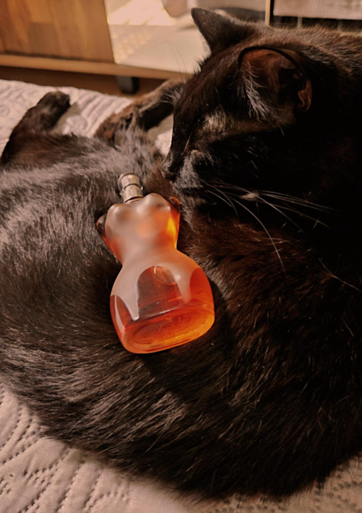 تصویر عطر کلاسیک ژان پل گوتیه