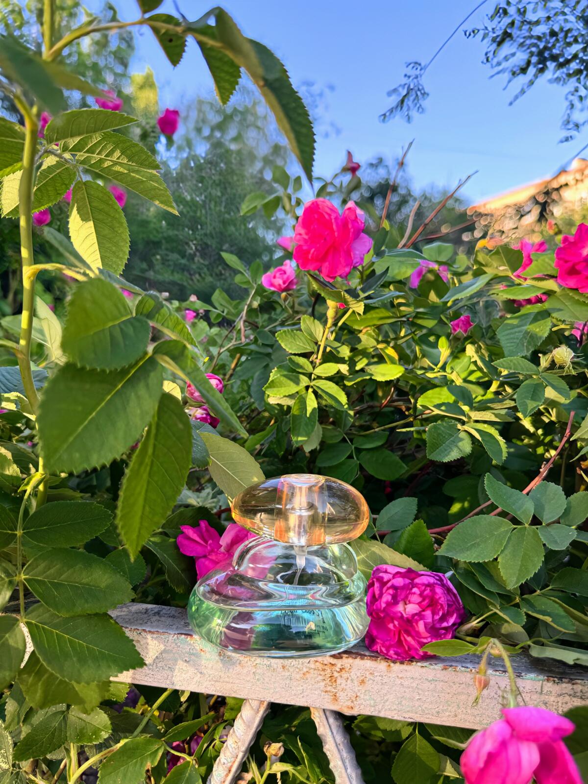 تصویر عطر اِلوِی اوریفلیم