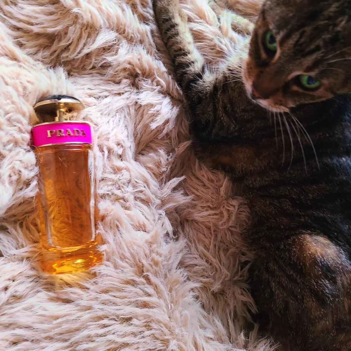 تصویر عطر پرادا کندی