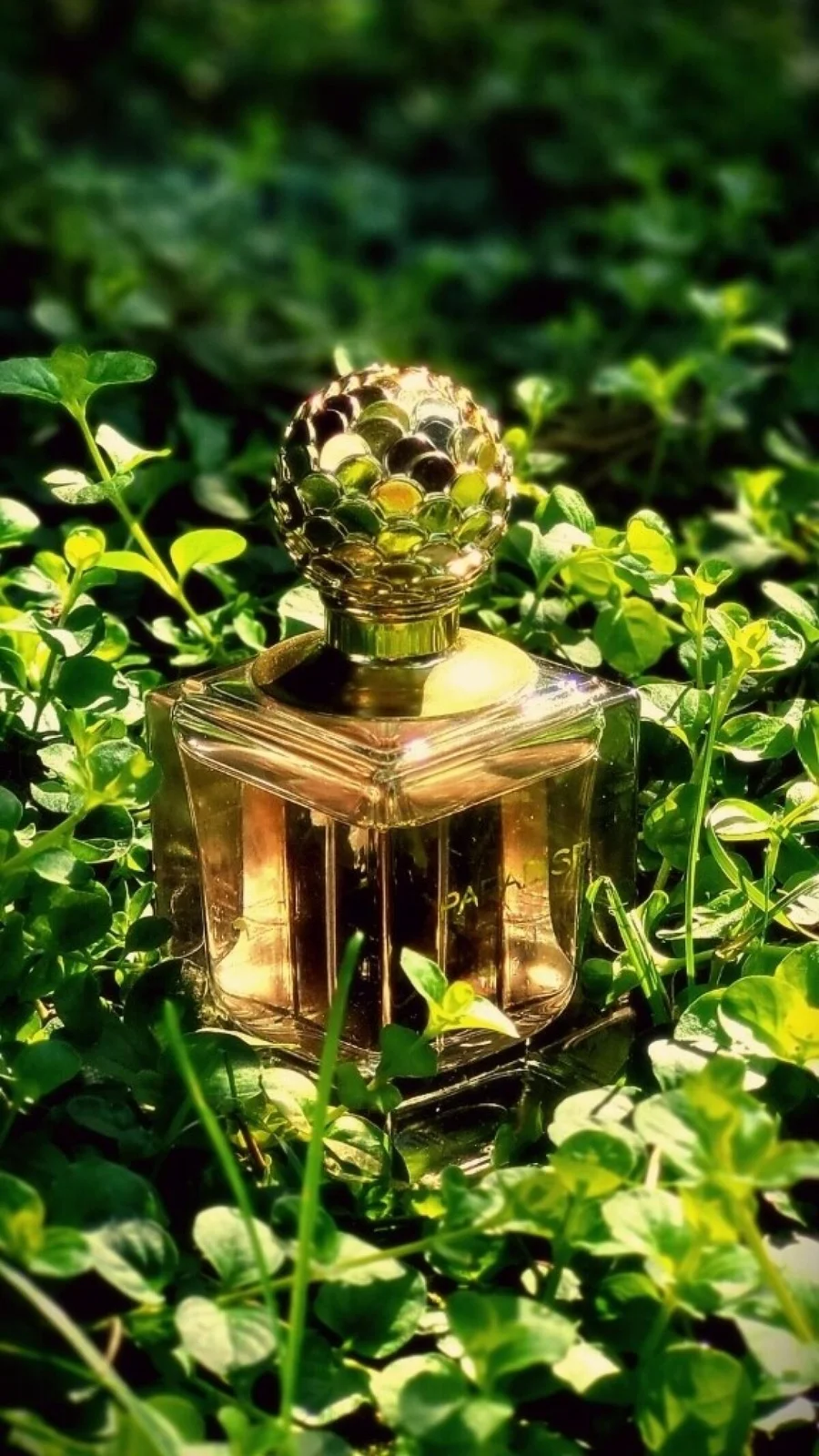 تصویر عطر پَرادایِس اوریفلیم