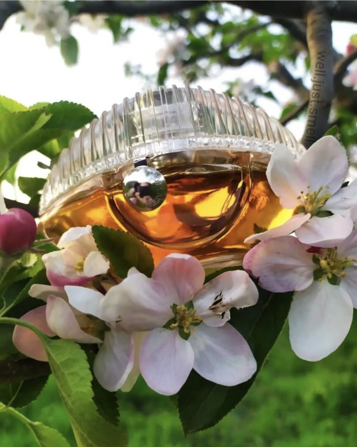 تصویر عطر کنزو ورلد پاور