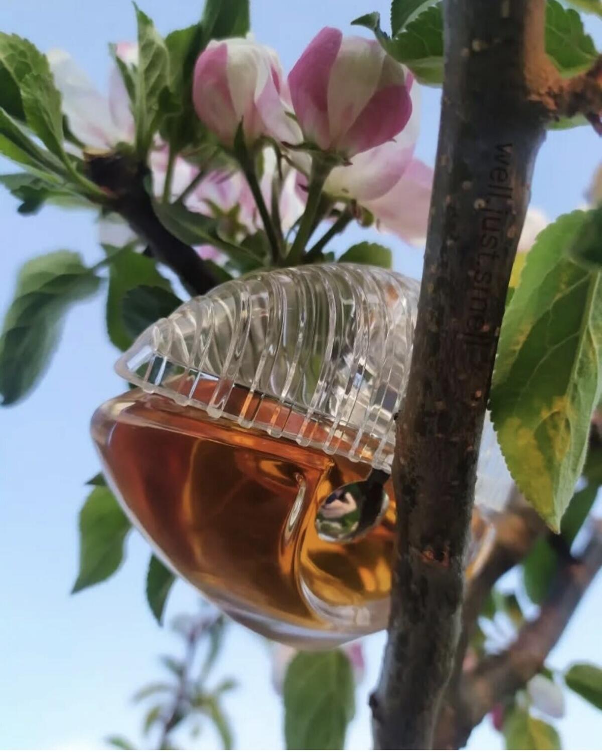 تصویر عطر کنزو ورلد پاور