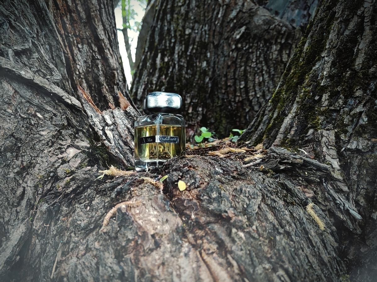 تصویر عطر آلفا مندیتوروسا