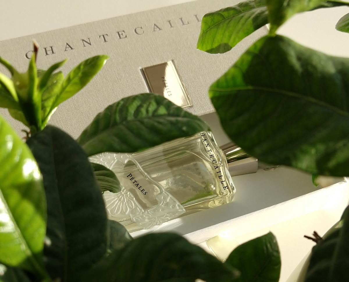 تصویر عطر پیتالز شانتکای